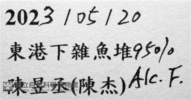 褐紅蟬蝦藏品圖，第15張