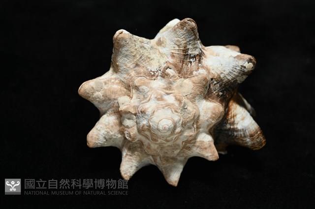 短拳螺藏品圖，第15張