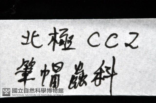 未知種筆帽蟲藏品圖，第15張