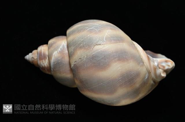 皮氏鳳螺藏品圖，第15張