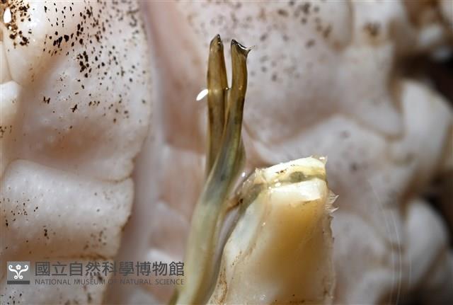 泡粒長螯蟹藏品圖，第15張
