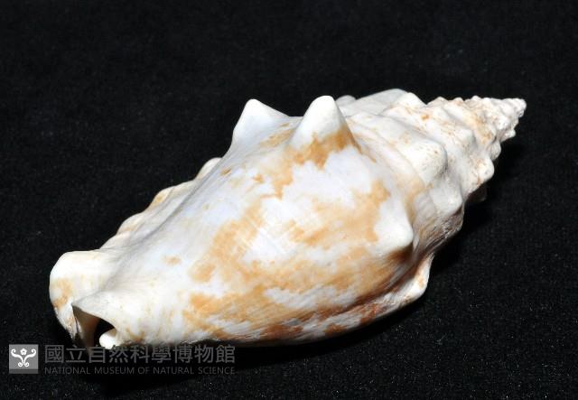 紫袖鳳凰螺藏品圖，第15張