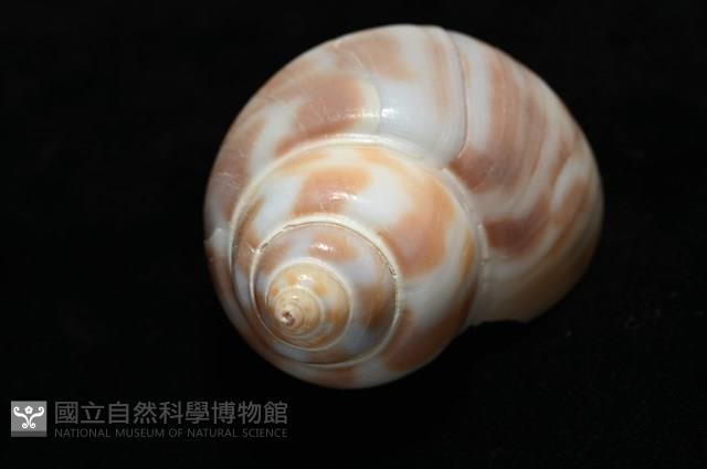 妃珍鳳螺藏品圖，第15張