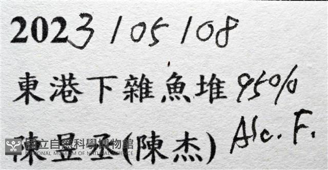顯著瓊娜蟹藏品圖，第15張