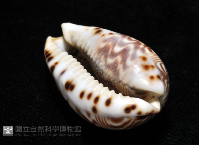 山水寶螺藏品圖，第15張