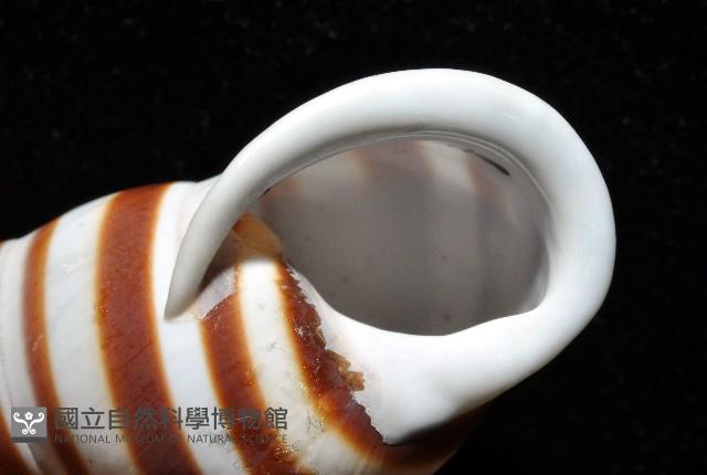 美嬌蝸牛藏品圖，第15張