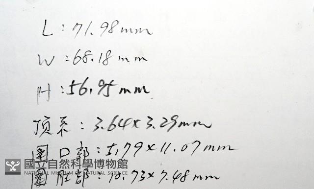 中華釜海膽藏品圖，第15張