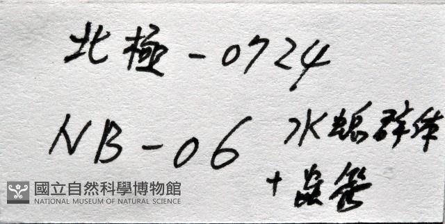 未知種苔蘚蟲藏品圖，第15張