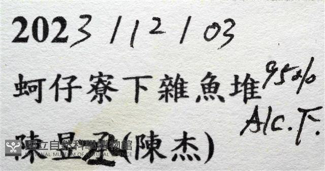 未知種海蛭藏品圖，第15張