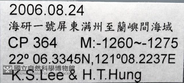 尖頂梳齒笠螺藏品圖，第15張