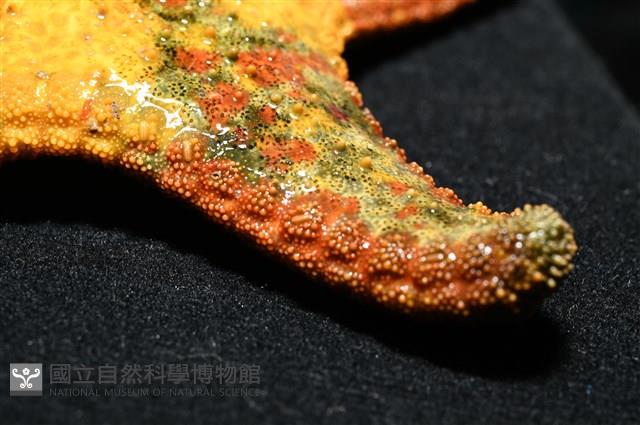 未知種花瘤海星 sp. 01藏品圖，第15張