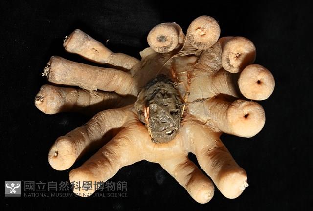 寄居蟹鞘群海葵藏品圖，第15張