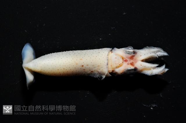 奧蘭鳶柔魚藏品圖，第15張