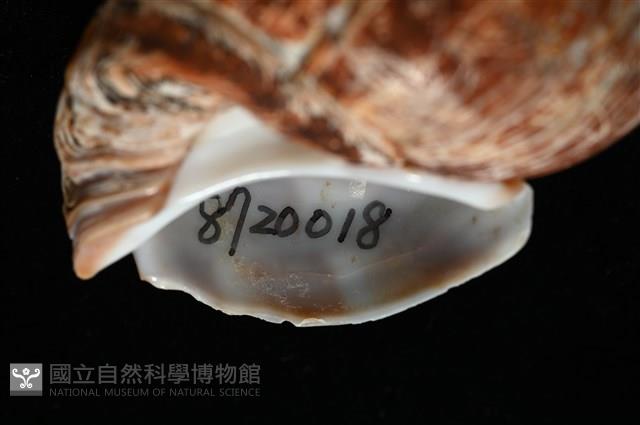 霧花鳳螺(華南鳳螺)藏品圖，第15張