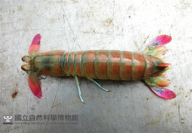 脊尾齒指蝦蛄藏品圖，第15張
