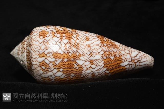 織錦芋螺藏品圖，第15張