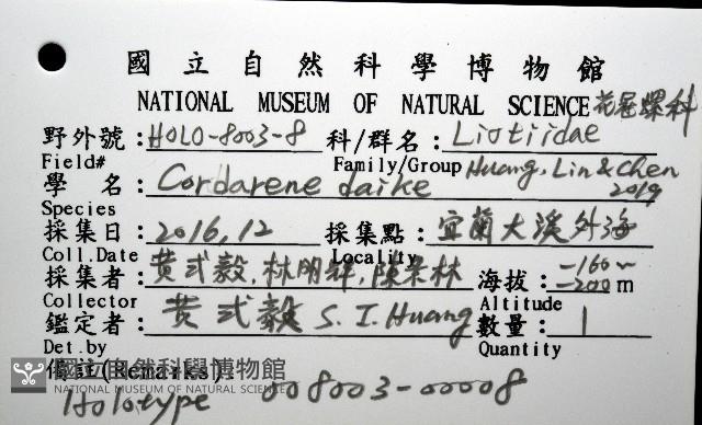 大溪花冠螺藏品圖，第15張