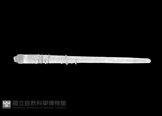 棒棘鋸頭帕(環鋸棘頭帕)藏品圖，第15張