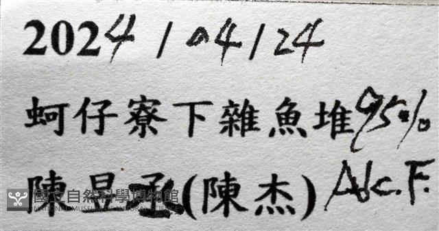 異齒蟳藏品圖，第15張