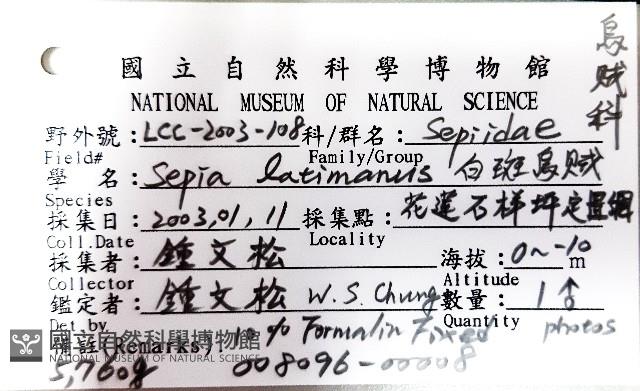 白斑烏賊藏品圖，第15張