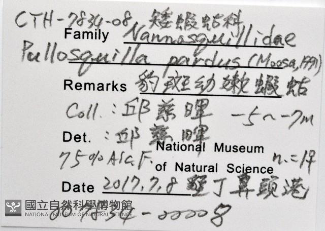 豹斑幼嫩蝦蛄藏品圖，第15張