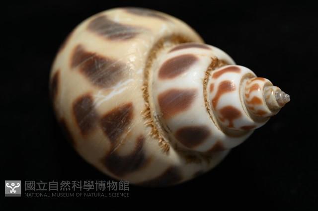 開氏鳳螺藏品圖，第15張