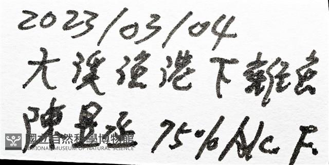 不倒翁蟲藏品圖，第15張