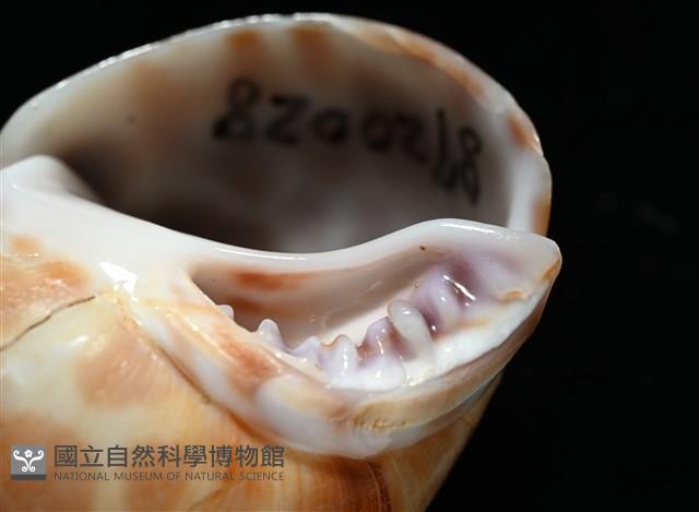 錫蘭鳳螺藏品圖，第15張