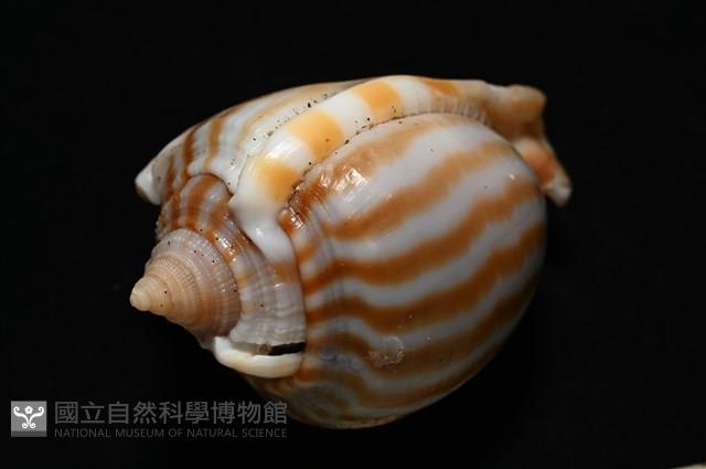 條紋鬘螺藏品圖，第14張