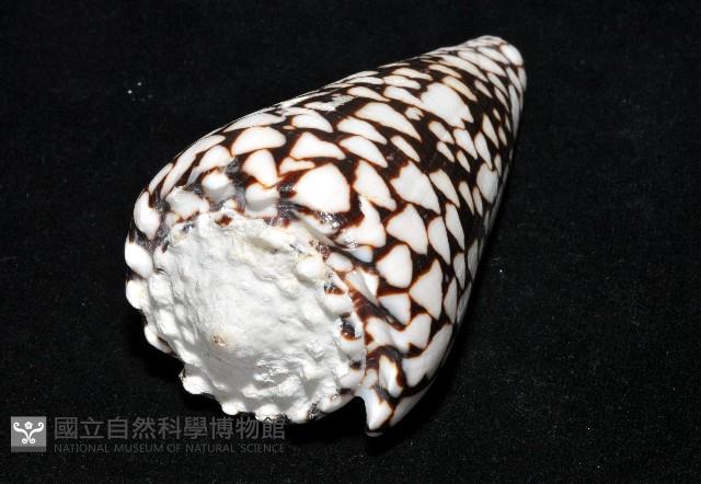 花巾芋螺藏品圖，第15張