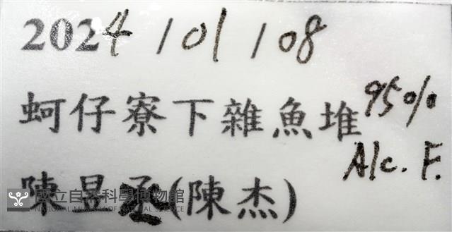未知種紡錘水虱藏品圖，第15張