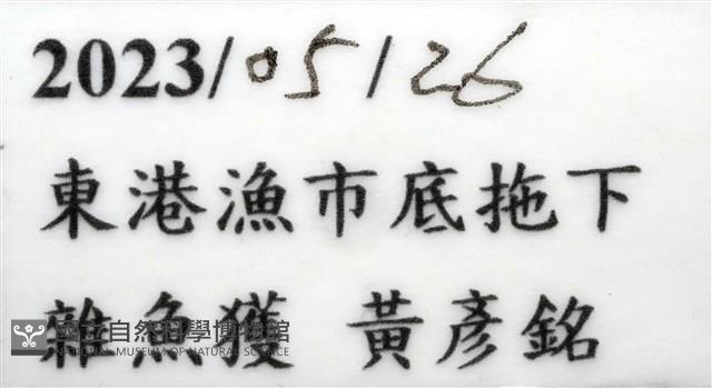 逆背阿波羅鰓虱藏品圖，第15張