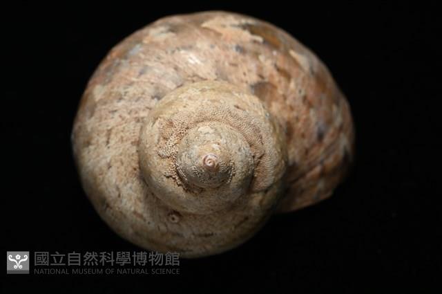 芮氏蠑螺藏品圖，第15張