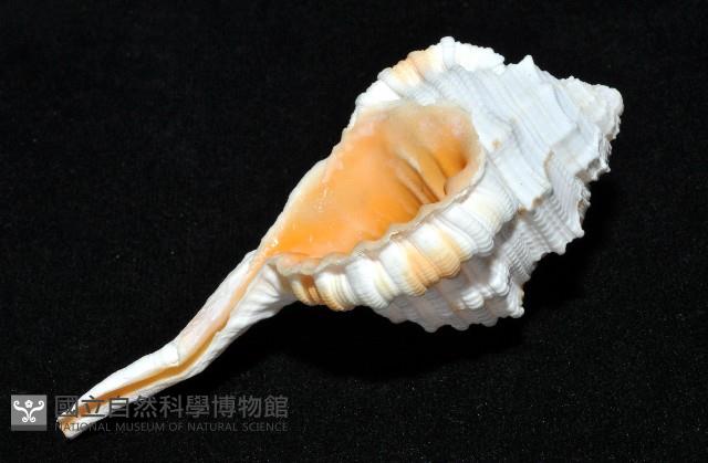 玉女象法螺藏品圖，第15張