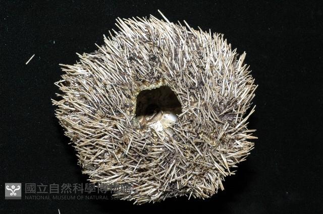 白棘三列海膽藏品圖，第15張