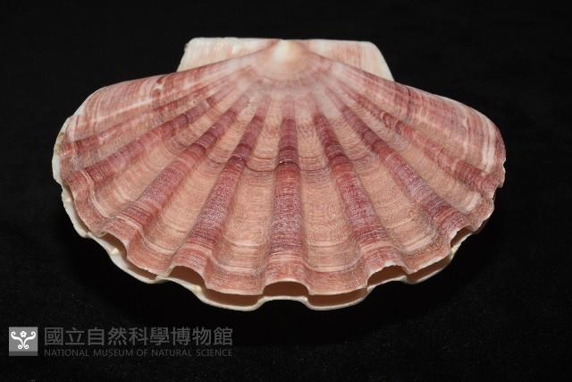 白碟海扇蛤藏品圖，第15張
