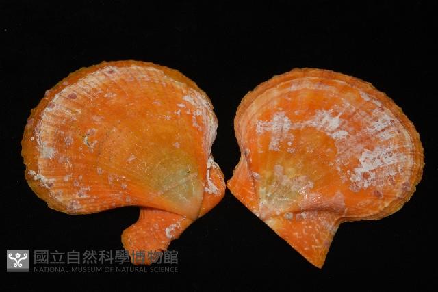 疏鱗海扇蛤藏品圖，第15張