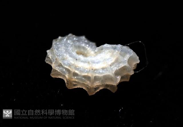 菲律賓花冠螺藏品圖，第15張