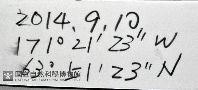 未知種海盤車藏品圖，第15張
