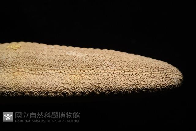 蓋丁指海星藏品圖，第15張