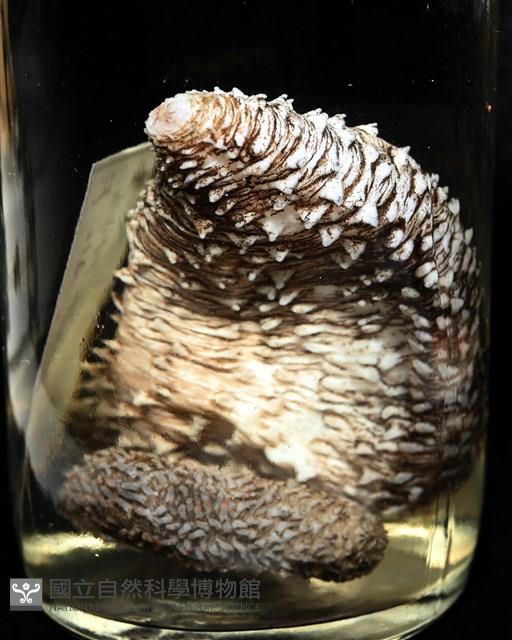 未知種尻參藏品圖，第15張