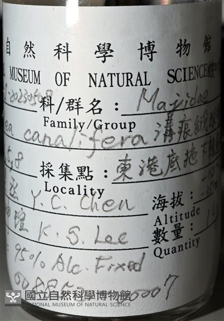 溝痕絨球蟹藏品圖，第15張