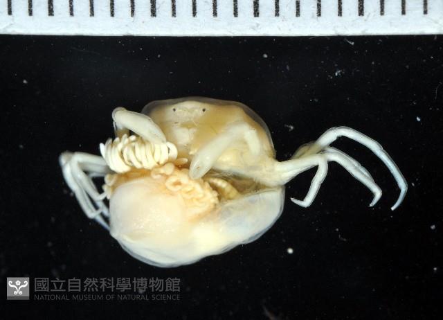 中華淺鰓虱藏品圖，第15張