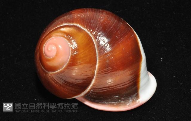 紅口紅蝸牛藏品圖，第15張