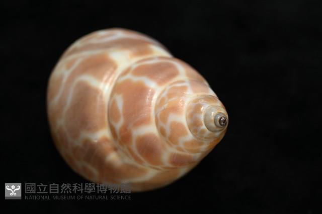 錫蘭鳳螺藏品圖，第15張