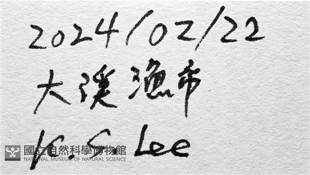 馬丁長鼻螺藏品圖，第15張