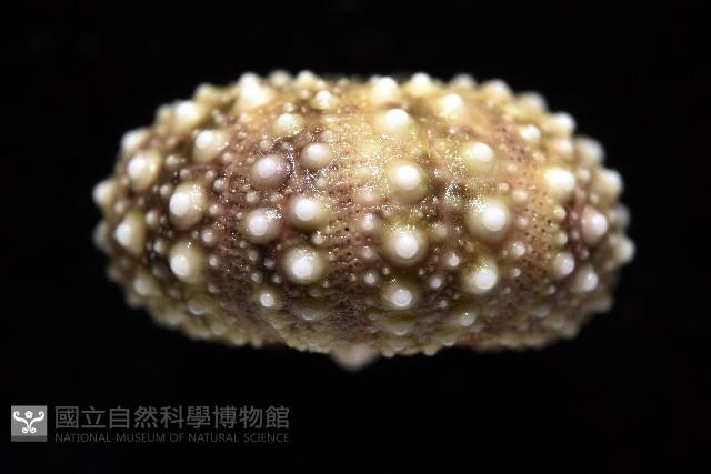 疣裸海膽藏品圖，第15張