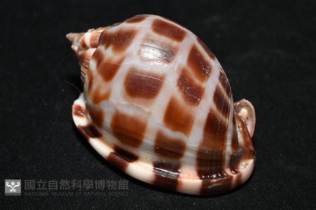 棋盤鬘螺藏品圖，第15張
