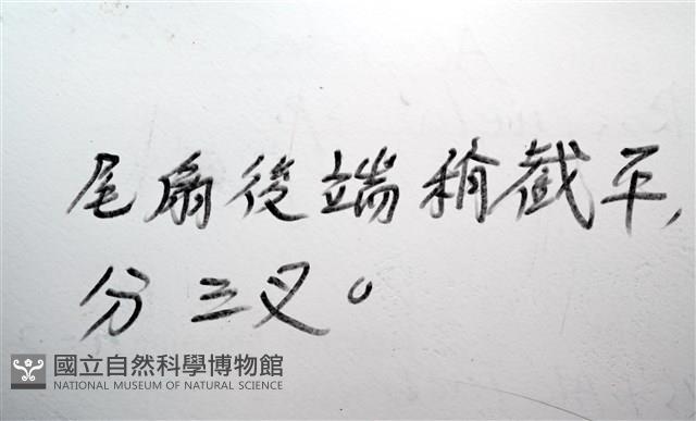 未知種羅司水虱藏品圖，第15張