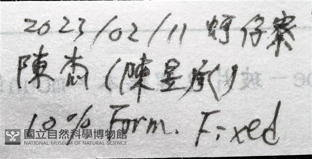小紅蛸藏品圖，第15張